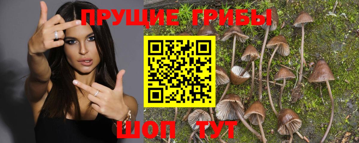 купить  цена  Галлюциногенные грибы прущие грибы  Борисоглебск  Галлюциногенные грибы мицелий 